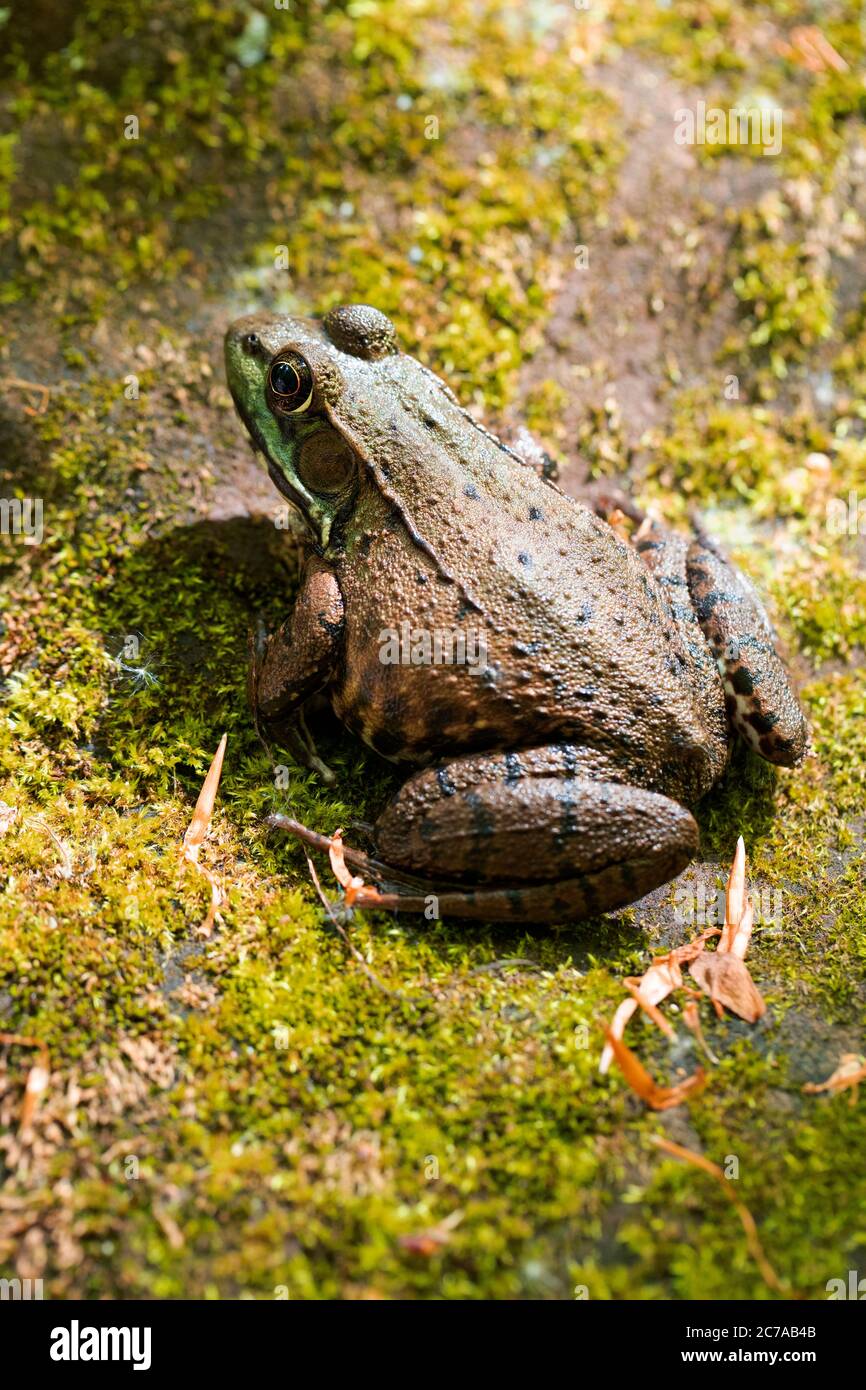 Grüner Frosch auf Moosgestein Stockfoto