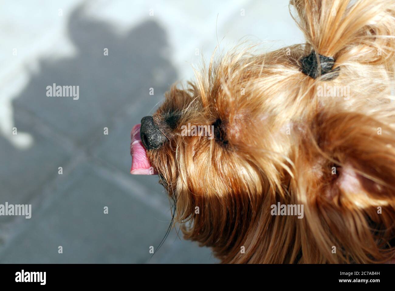 Draufsicht Nahaufnahme eines Hundes zottelig Kopf leckt seine Nase Stockfoto
