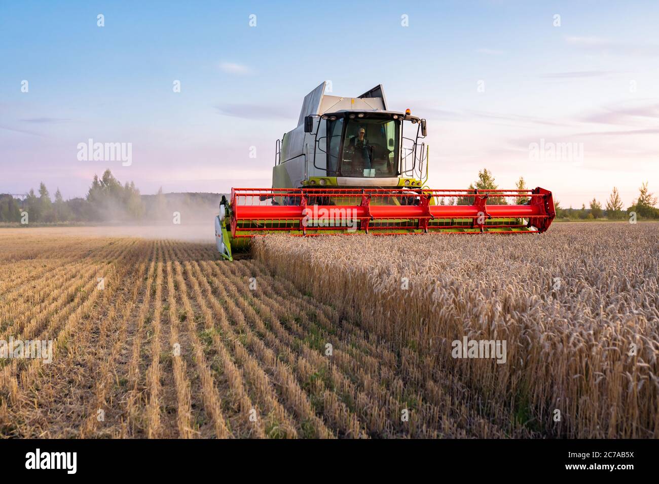 Kombinieren Sie Harvester erntet reifen Weizen. Reife Ohren von Gold Feld auf dem Sonnenuntergang bewölkt orange Himmel Hintergrund. . Landwirtschaftliches Image Stockfoto