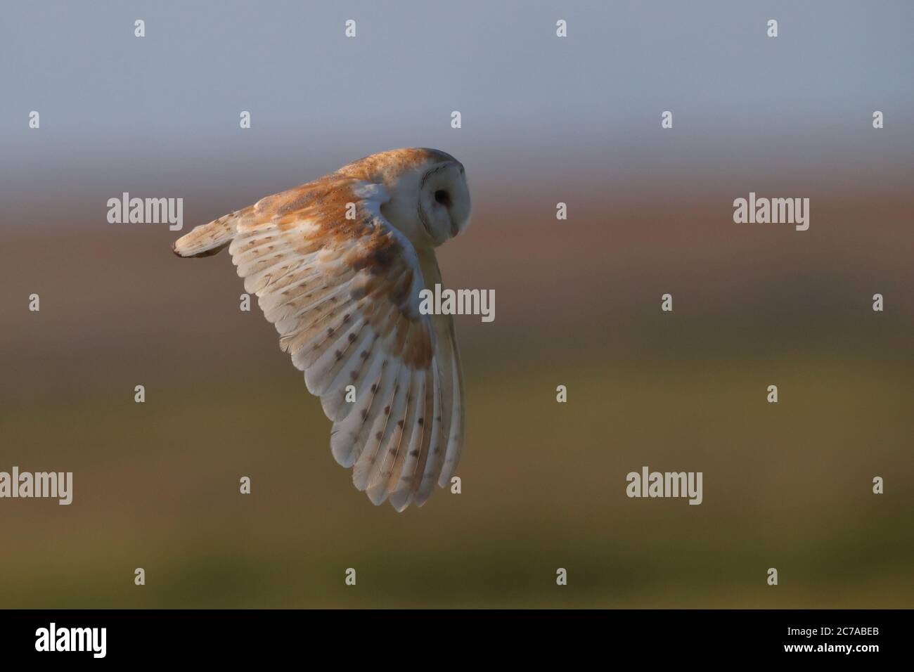 Scheune Owl auf der Jagd Stockfoto