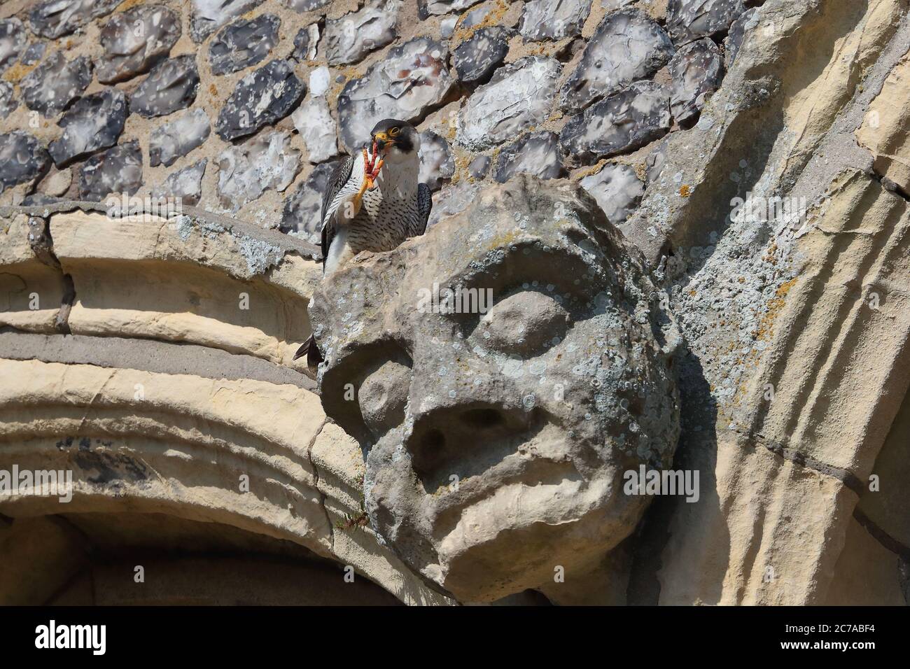 Erwachsene männliche Peregrine auf Cromer Kirche Stockfoto