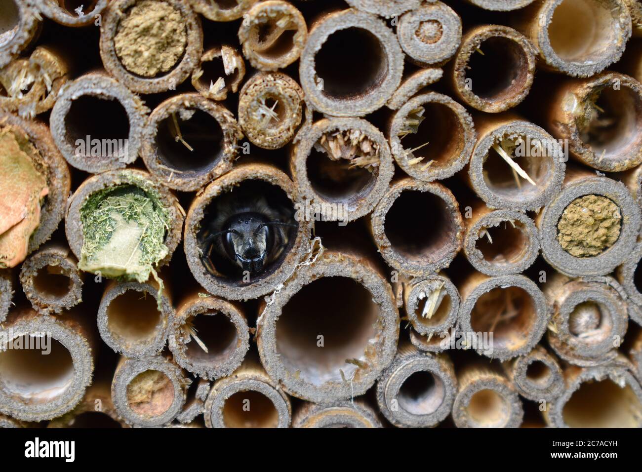 Bergbienen sind behaarte einsame Erdbrüter. Sie wurden auch gefunden, die zwischen Steinen alter Gebäude und Baumstämmen in Hütten oder Scheunen graben. Stockfoto