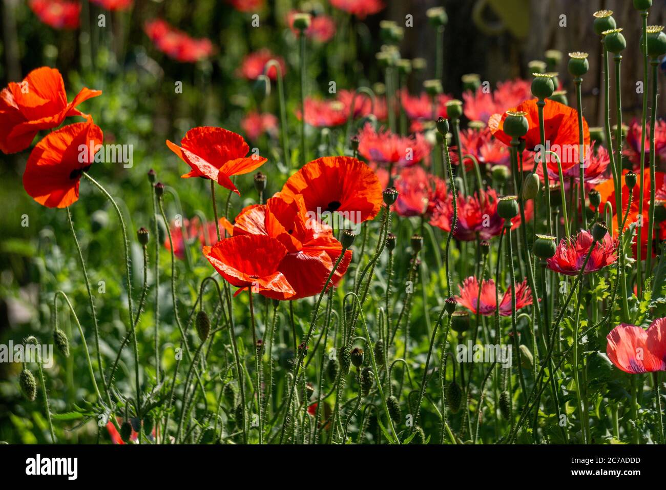 Roter Mohn Blumen in einem Feld Stockfoto