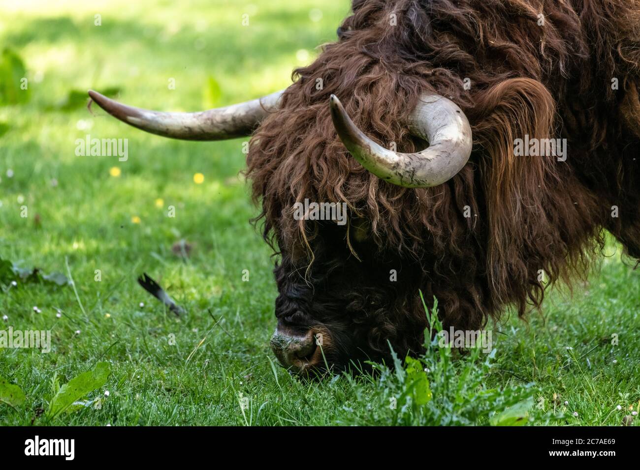 Hochlandrinder (Bos (primigenius) taurus) Stockfoto