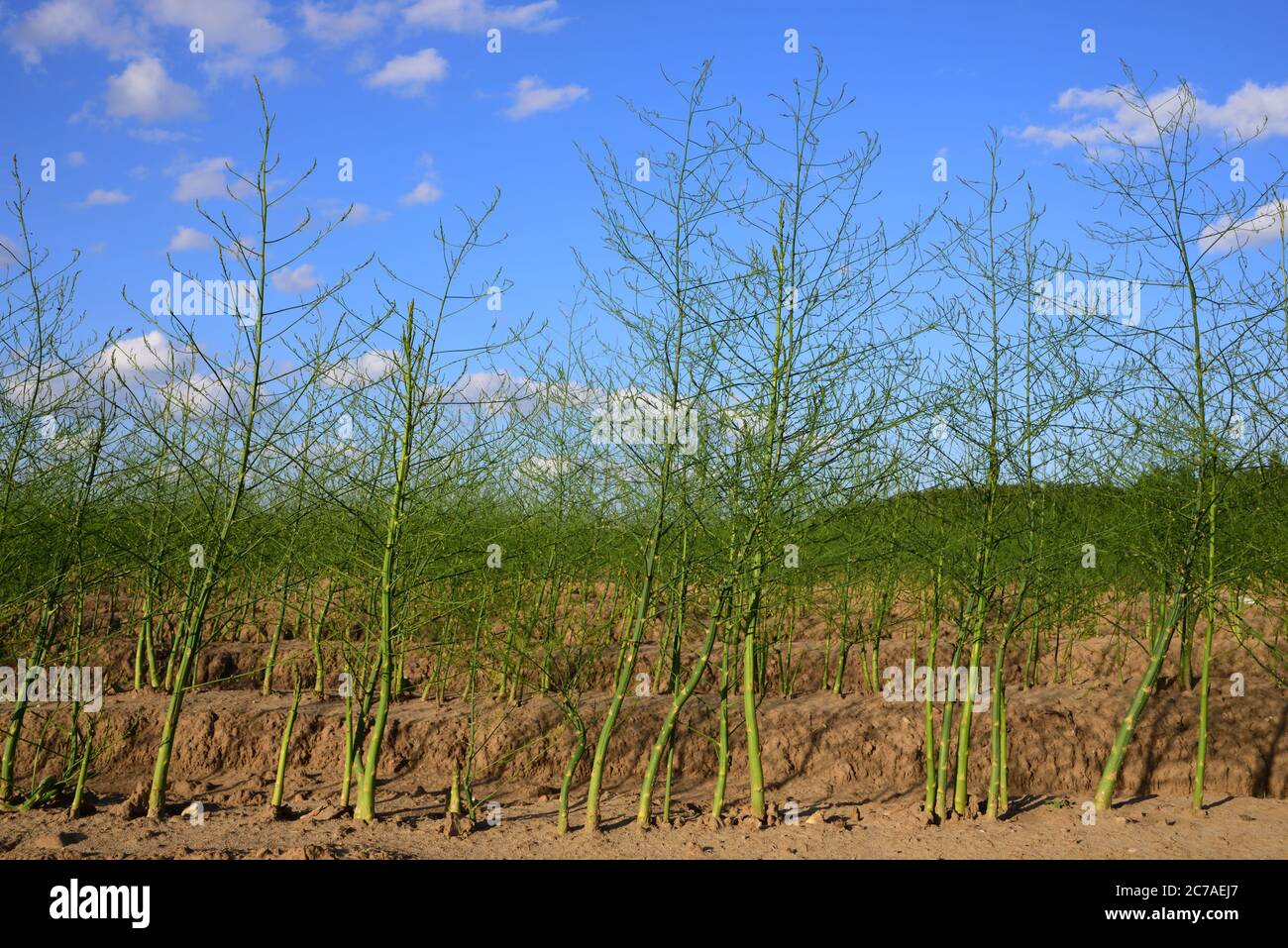 Nach der Erntezeit sprießt grüner Spargel aus der Erde auf dem Feld Stockfoto