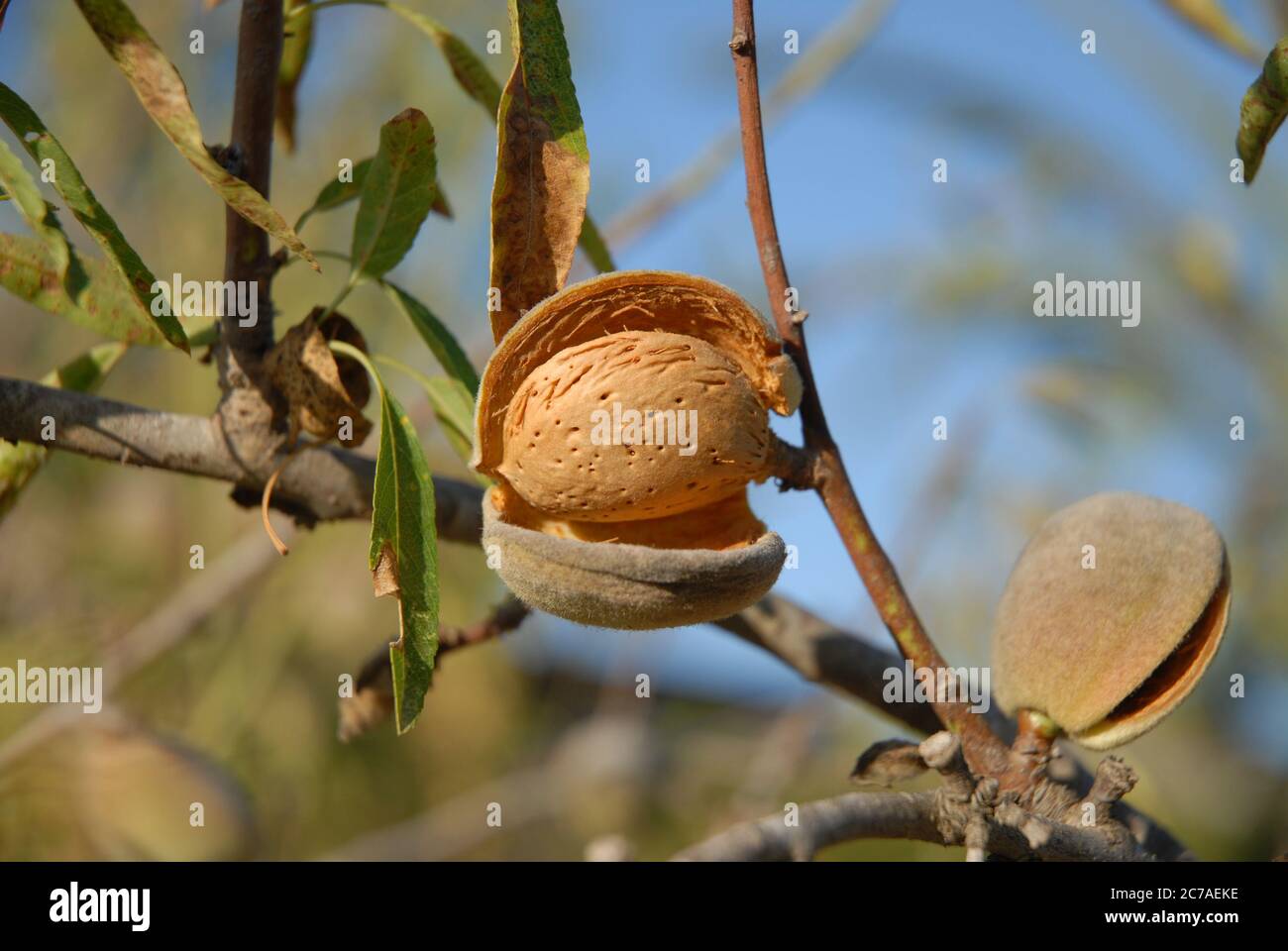 Mandelnuss auf Baum, Prunus dulcis, bereit zur Ernte Stockfoto