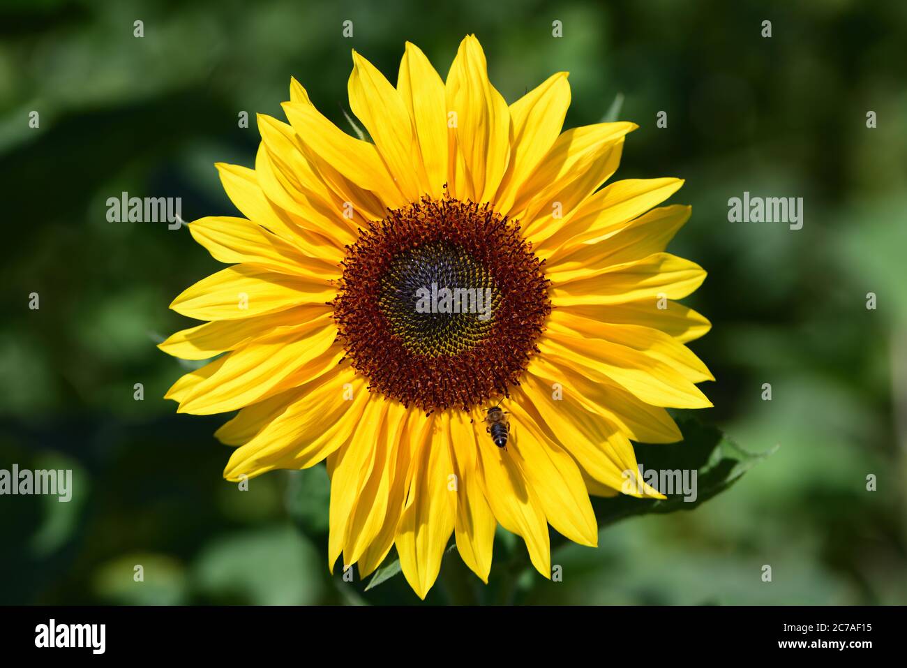 Eine gelbe Sonnenblume blüht vor grünem Hintergrund in der Natur Stockfoto