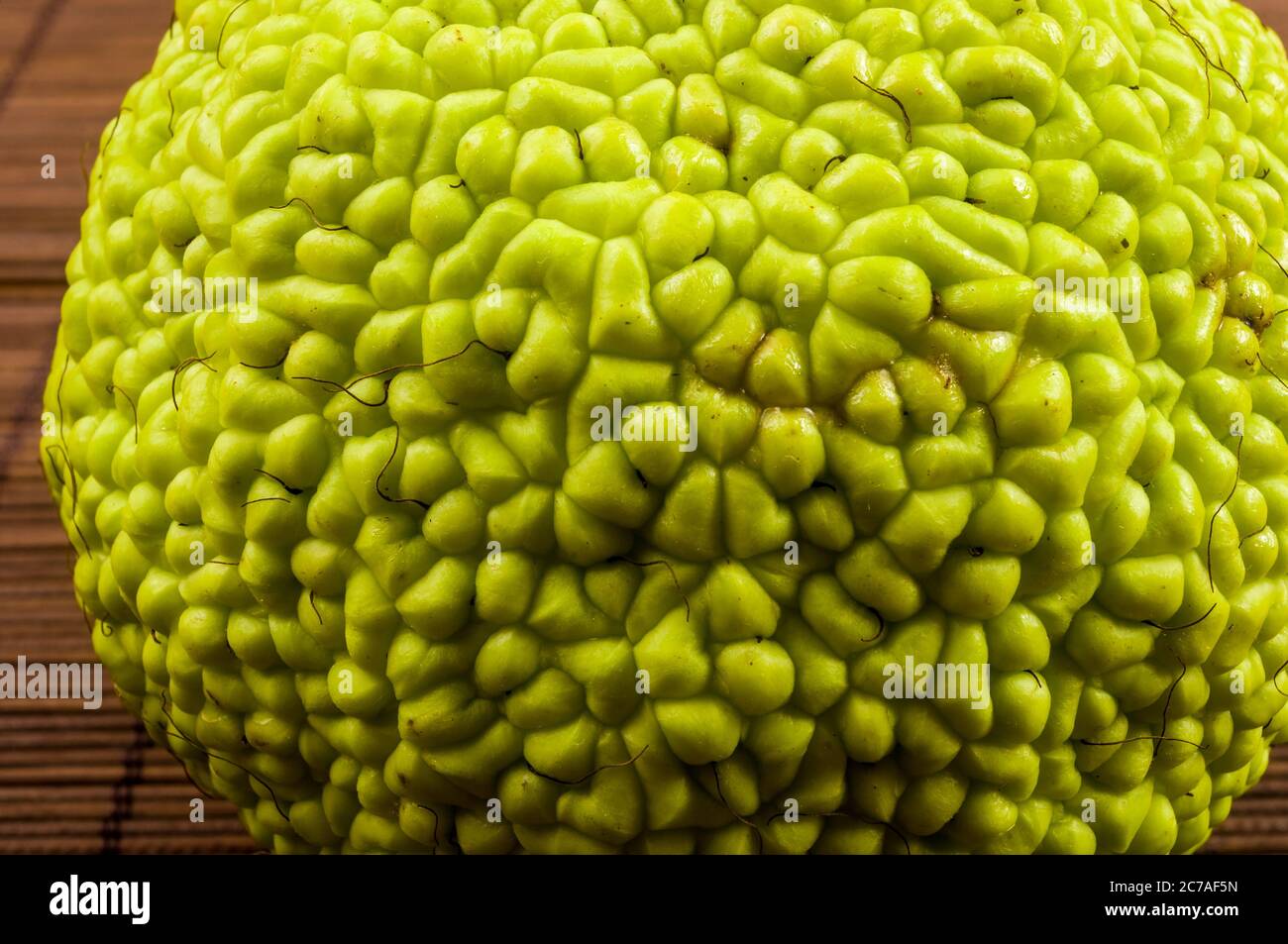 Grüne Frucht von Maclura pomifera, osage Orange, Pferd Apfel, adam Apfel wachsen auf Bambusmatte Stockfoto