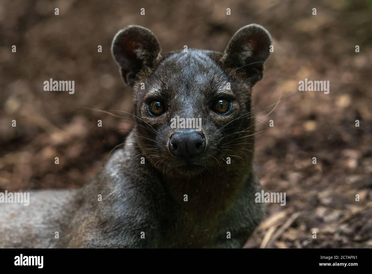 Porträt einer Fossa (Cryptoprocta ferox) Stockfoto