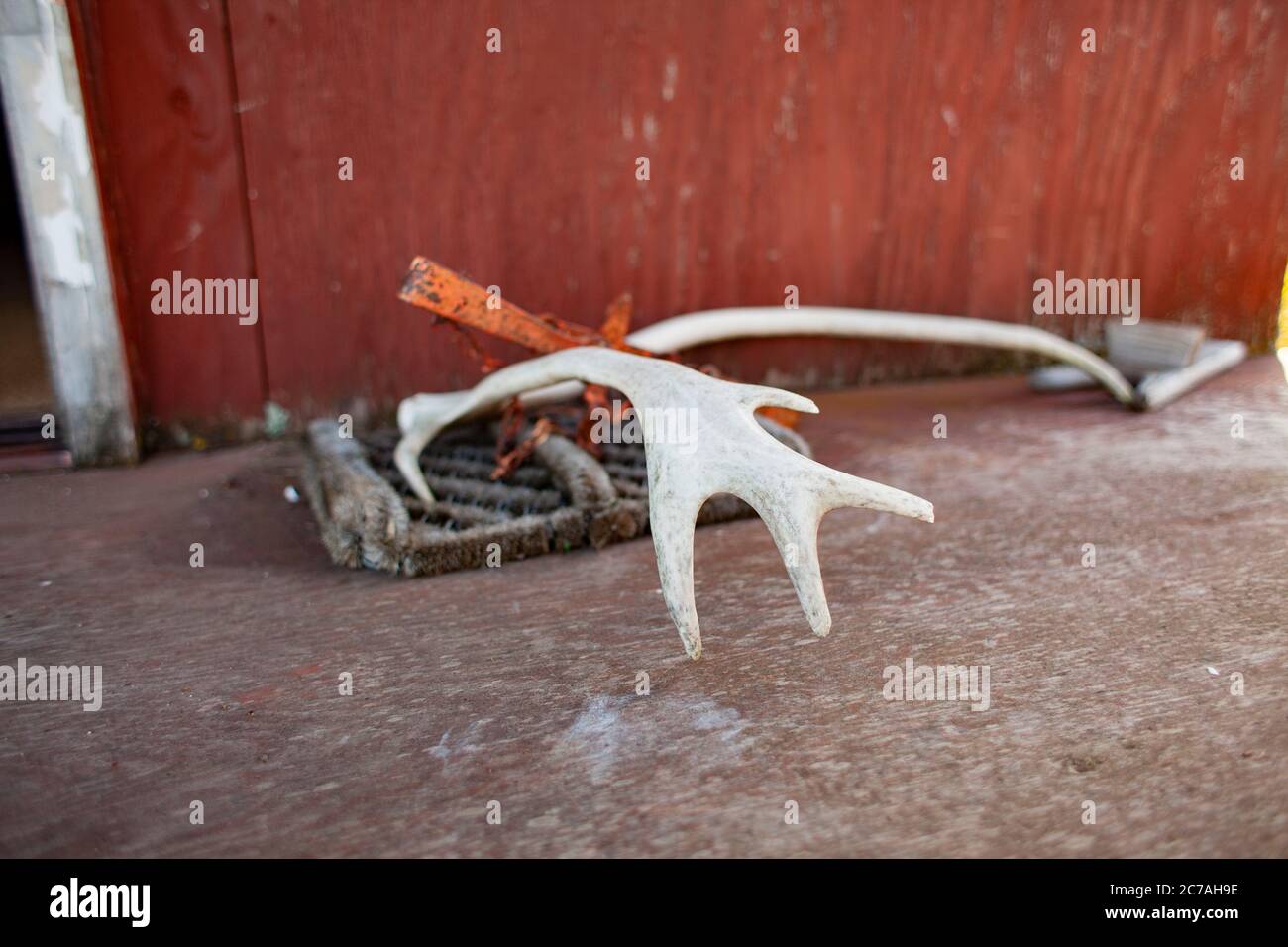 Ein verwittertes Elchgeweih liegt auf der Veranda einer rustikalen Hütte Alaskas und spiegelt den Lebensstil der Wildnis und den rauen Charme des ländlichen Lebens wider. Stockfoto