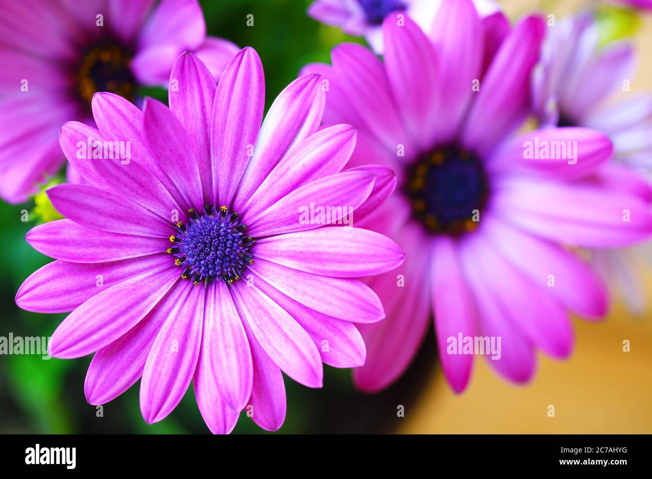 Lebendige schöne lila Gänseblümchen. Geringe Schärfentiefe Stockfoto