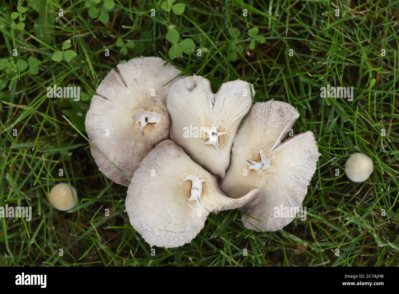 welche zimmerpflanzen gegen mücken Anti-Mücken-Pflanze: Zitronen-Eukalyptus main image 1