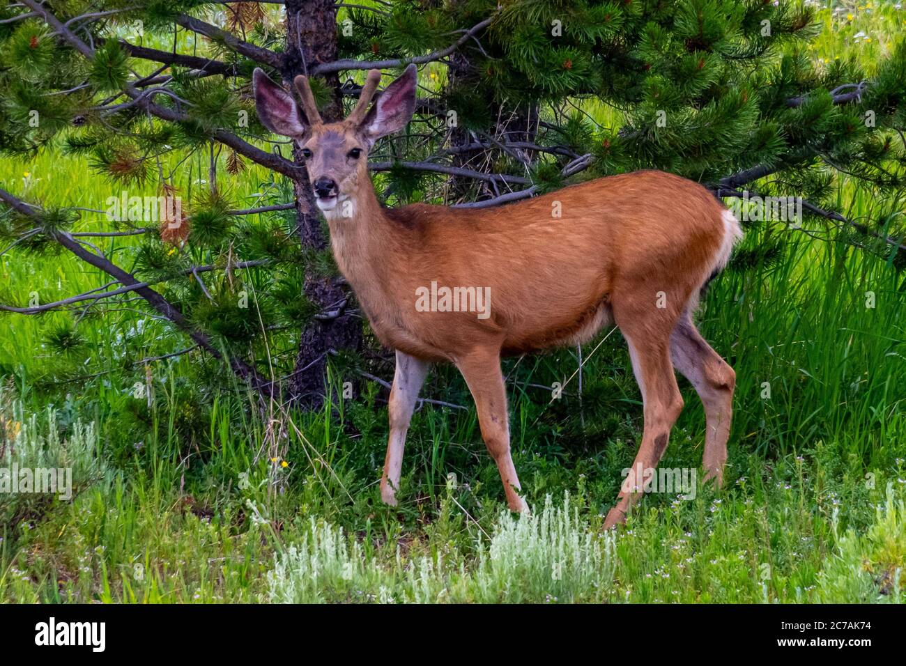 Junge männliche weiße Schwanz Hirsch in Steamboat Lake State Park Stockfoto