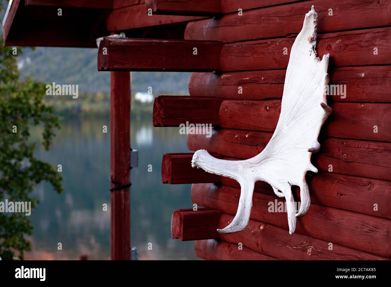 Ein Elchgeweih an der rustikalen roten Wand einer Blockhütte am See, das den Charme der Wildnis und den Outdoor-Lifestyle Alaskas widerspiegelt Stockfoto