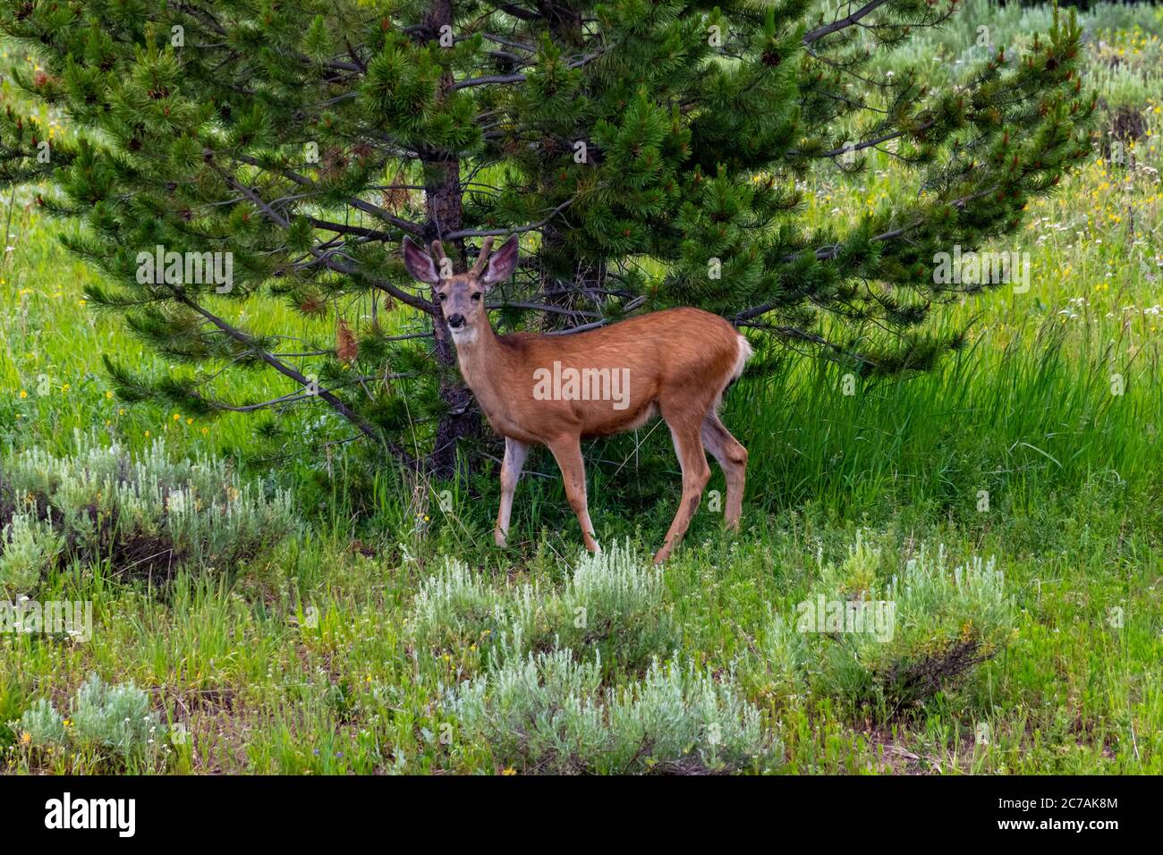 Junge männliche weiße Schwanz Hirsch in Steamboat Lake State Park Stockfoto