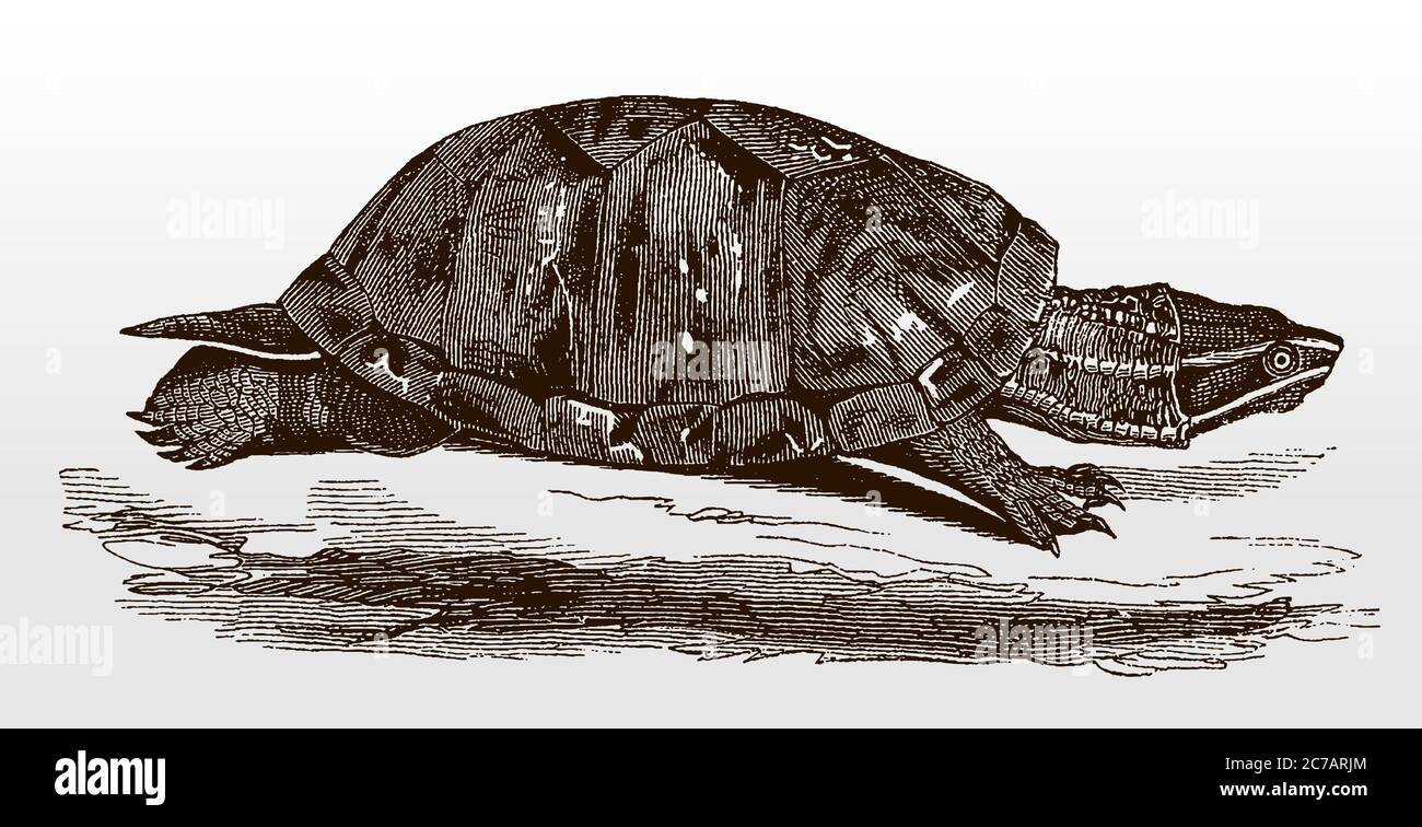 Gemeine Moschusschildkröte, sternotherus odoratus aus Nordamerika in Seitenansicht nach einer antiken Illustration aus dem 19. Jahrhundert Stock Vektor
