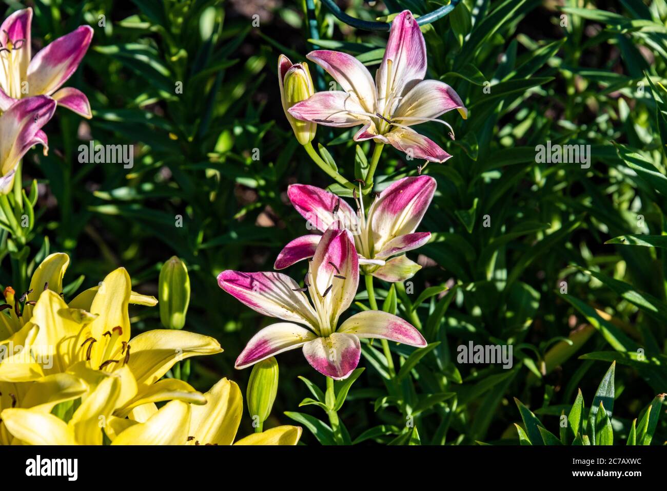 Tag Lillies im Steamboat Springs Botanical Gardens Stockfoto