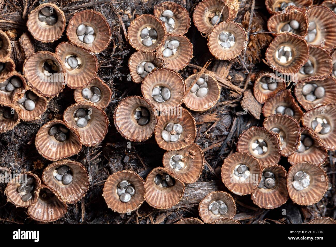 Nahaufnahme von Vogelnest-Pilzen (Cyathus striatus) - Brevard, North Carolina, USA Stockfoto