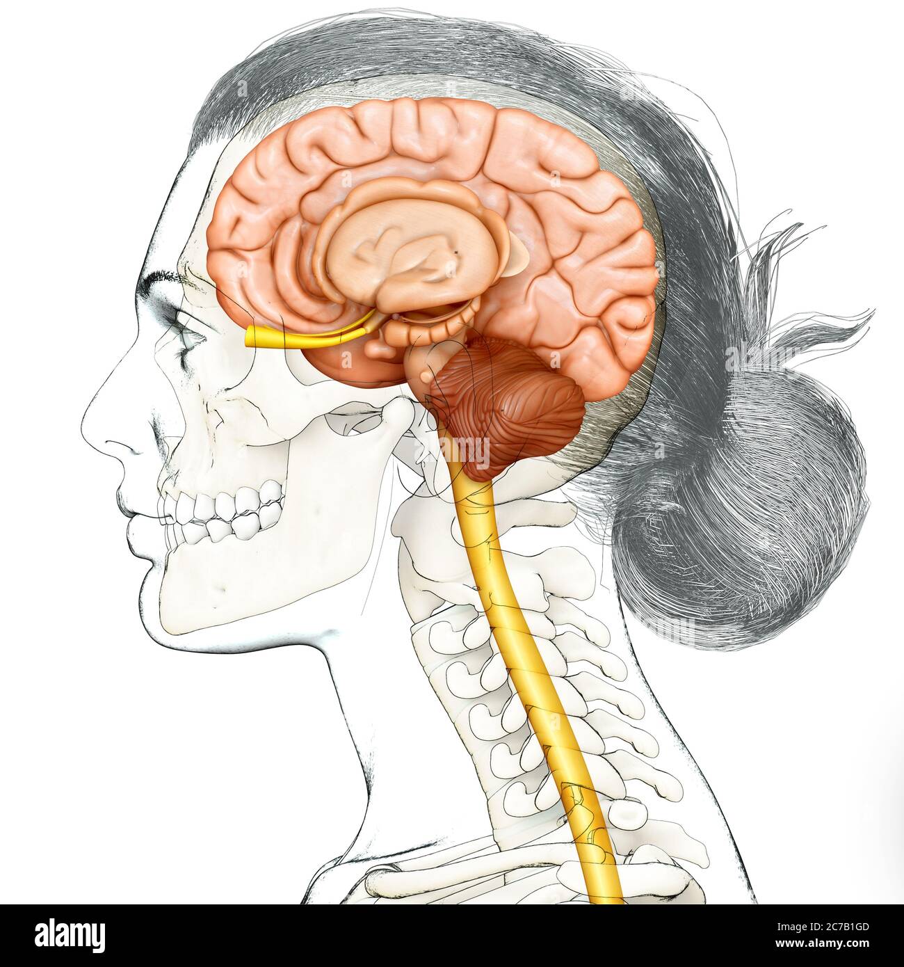 3d-Rendering medizinische Illustration der weiblichen Hirnanatomie Stockfoto