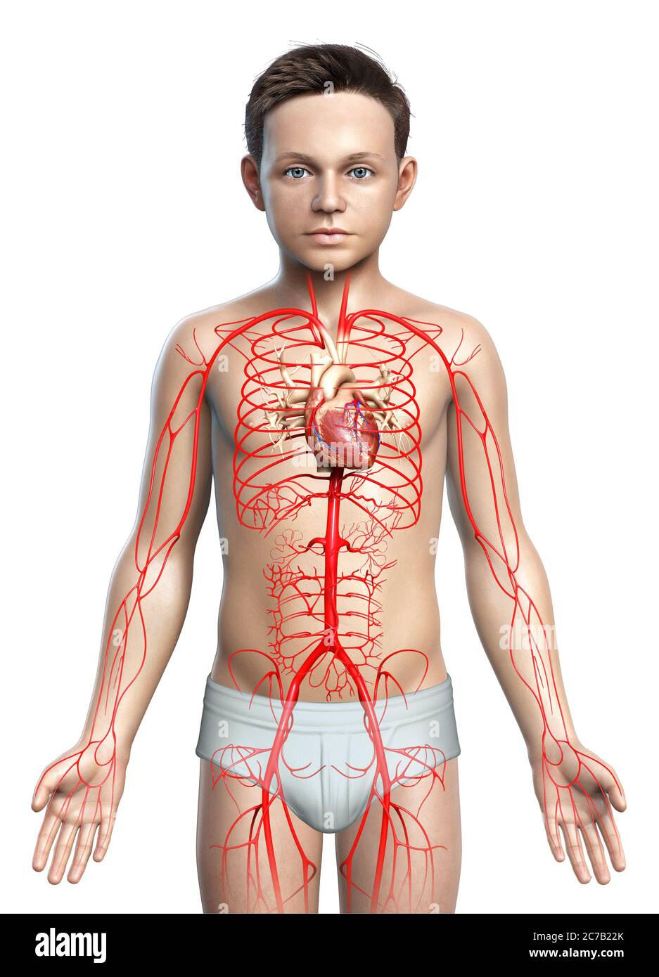 3d-gerendert medizinisch genaue Darstellung der jungen Arterien Stockfoto