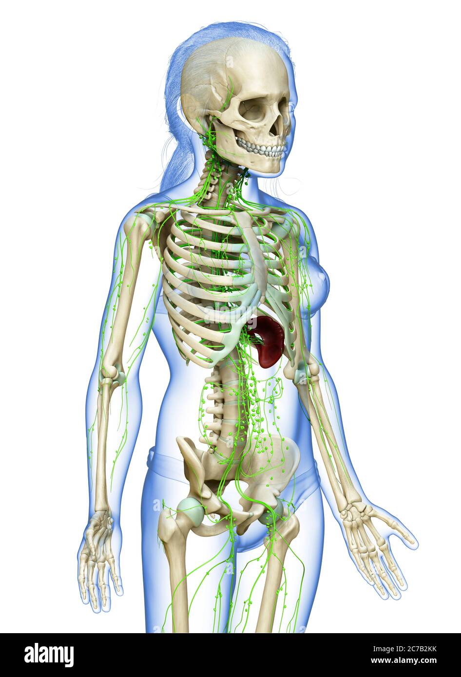 3d-gerendert medizinisch genaue Illustration eines jungen Mädchen lymphatischen System Stockfoto