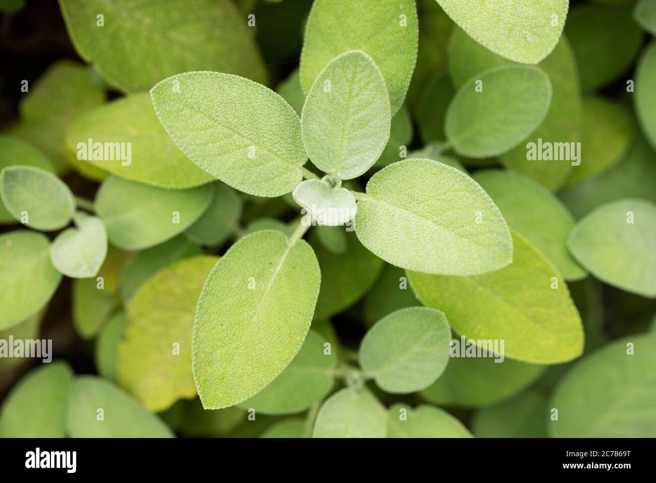 Salbei (Salvia officinalis), auch als Garten, gemeinsam oder kulinarischer Salbei bekannt, in einem Kräutergarten. Diese Sorte ist Berggarten, bekannt für seine großen Blätter. Stockfoto