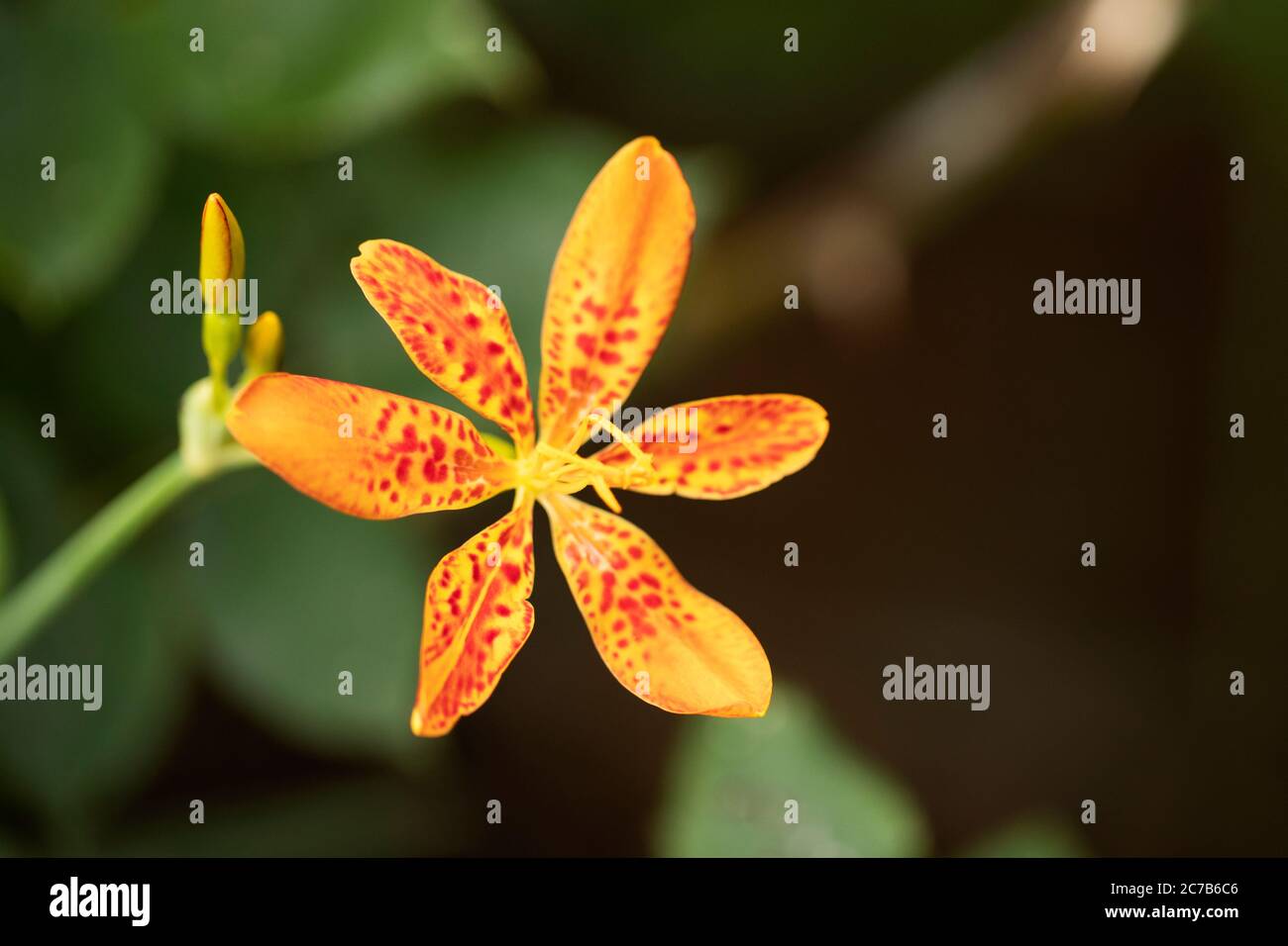 Iris domestica, bekannt als Leopardenlilie, Brombeerlilie oder Leopardenblume, in der Familie Iradaceae. Heimisch in China, hat es medizinische Verwendung in Ostasien. Stockfoto