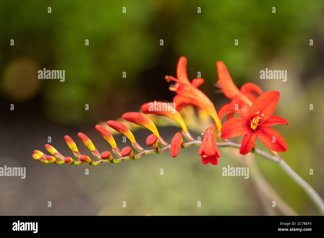 Luzifer, eine rote Sorte von Crocosmia, auch bekannt als Montbretia, eine blühende Pflanze in der Familie der Iris, Iridaceae, die in Afrika beheimatet ist. Stockfoto