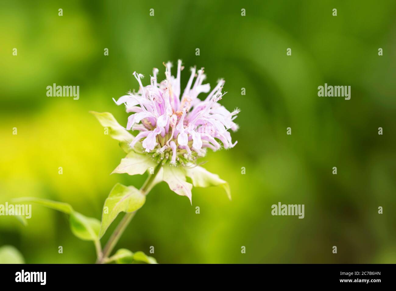 Die Blume auf einer wilden Bergamotte oder Monarda fistulosa, auch bekannt als Bienenbalsam, in Nordamerika heimisch und für Honig oder medizinische Zwecke verwendet. Stockfoto
