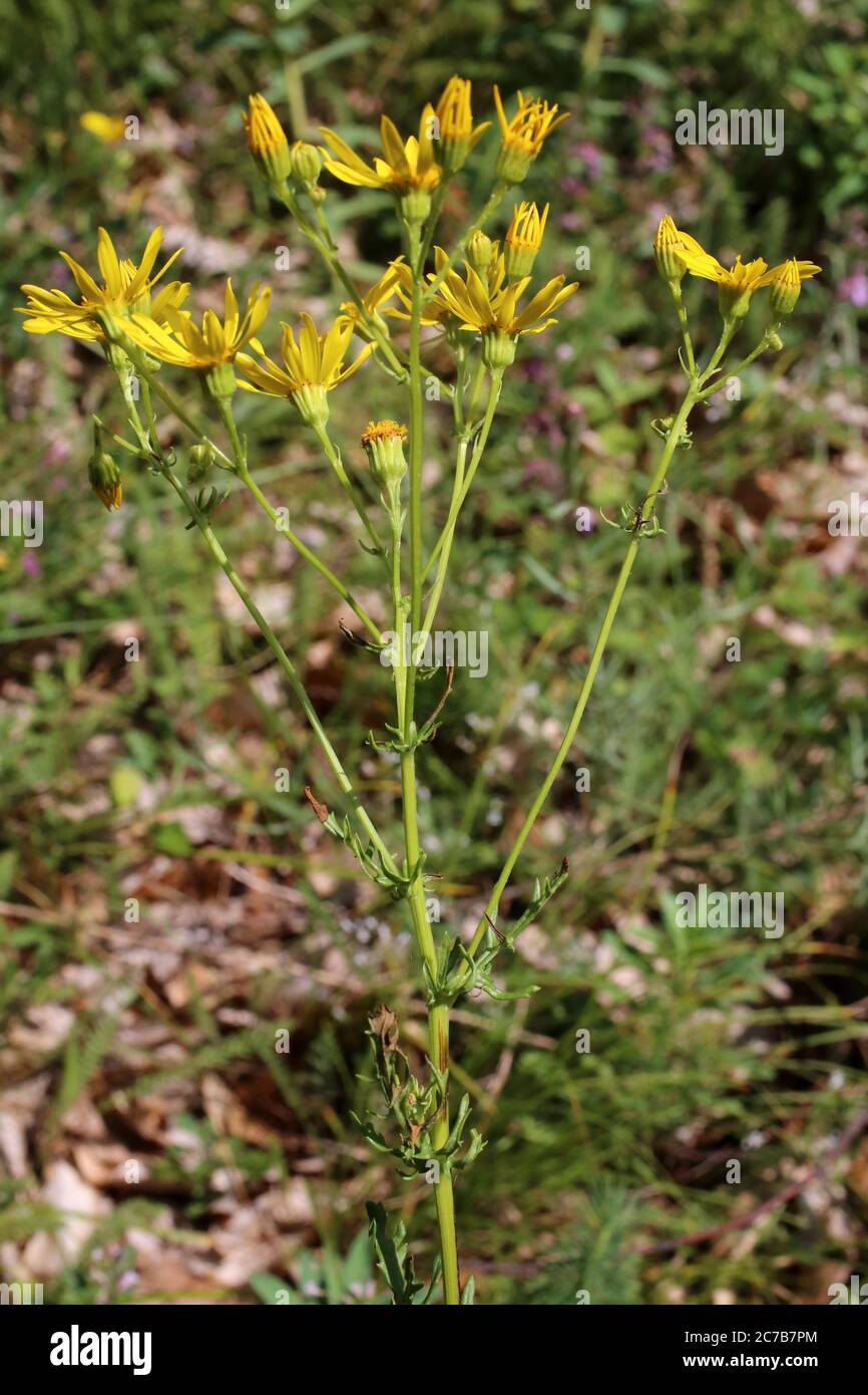 Jacobaea vulgaris - Wilde Pflanze im Sommer erschossen. Stockfoto