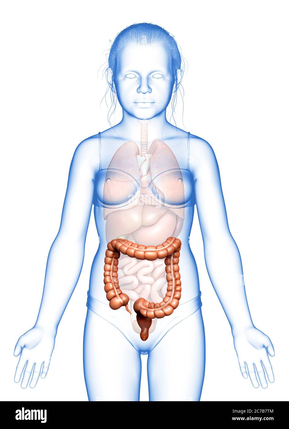 3d gerendert, medizinisch genaue Illustration der Mädchen Dickdarm Anatomie Stockfoto
