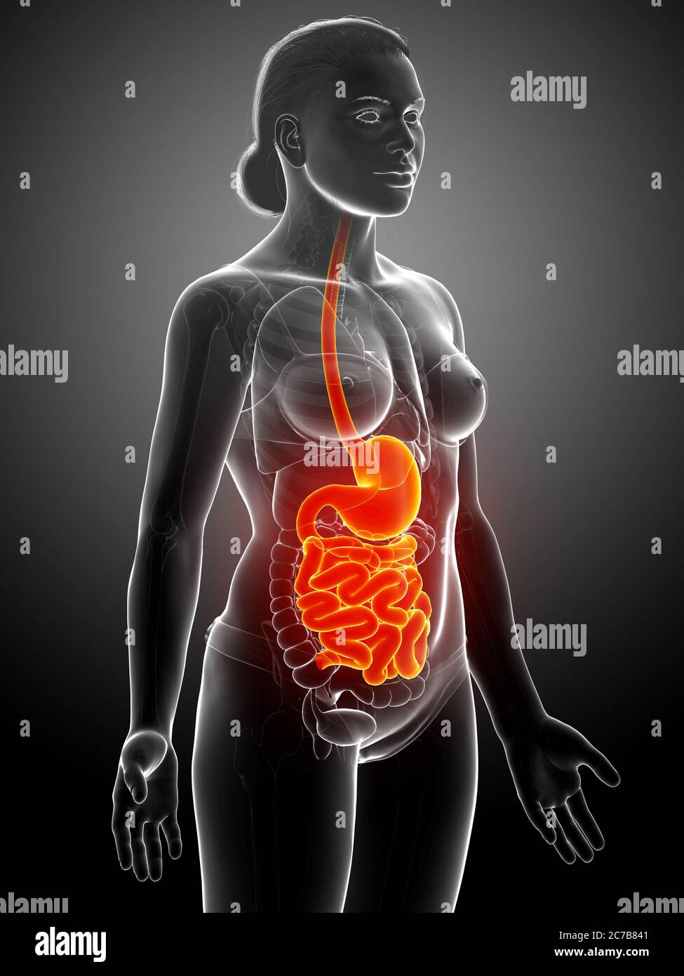 3d gerendert, medizinisch genaue Darstellung eines weiblichen Magen und Dünndarm Stockfoto
