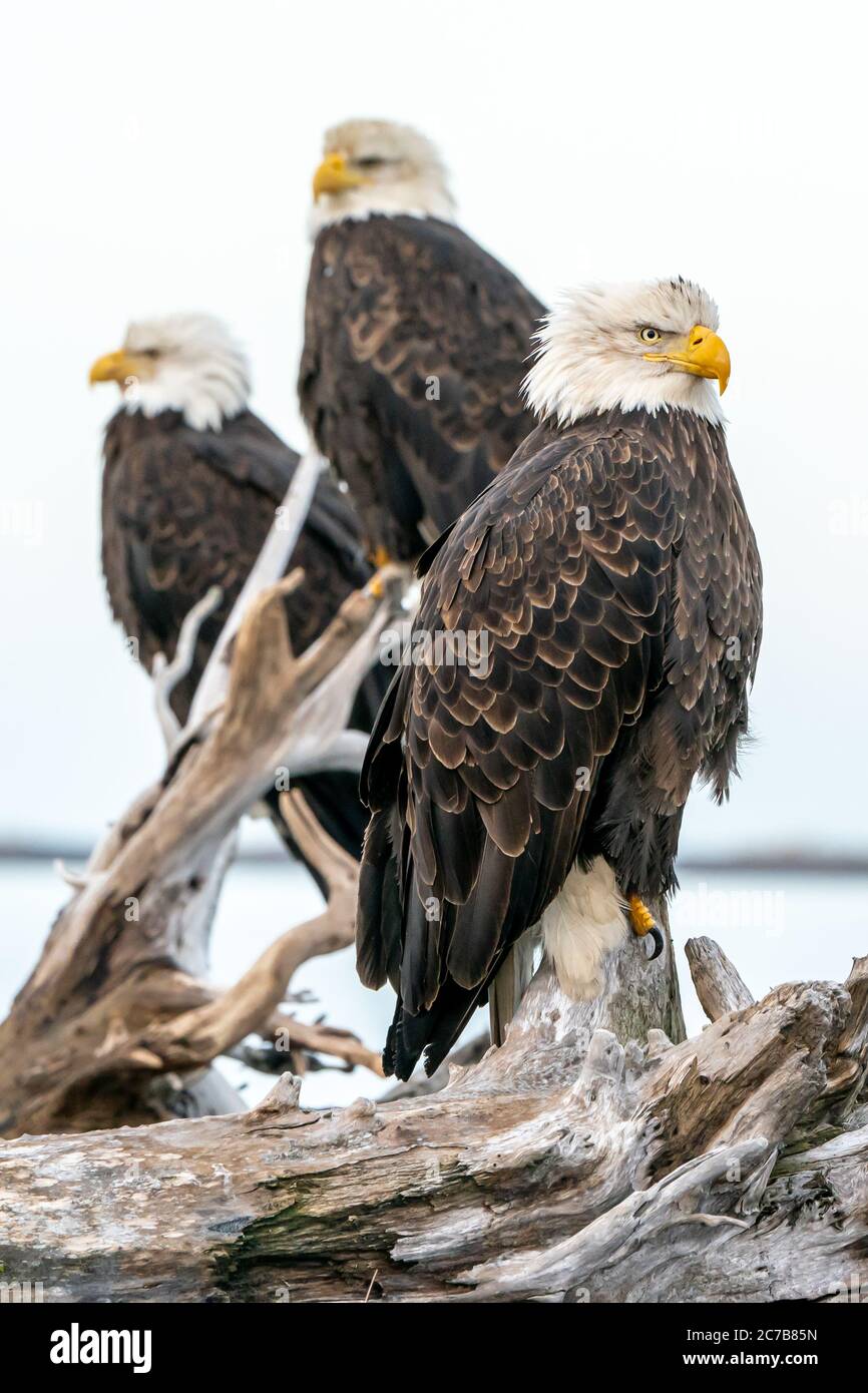 Weißkopfseeadler (Haliaeetus leucocephalus) in Homer, Alaska Stockfoto