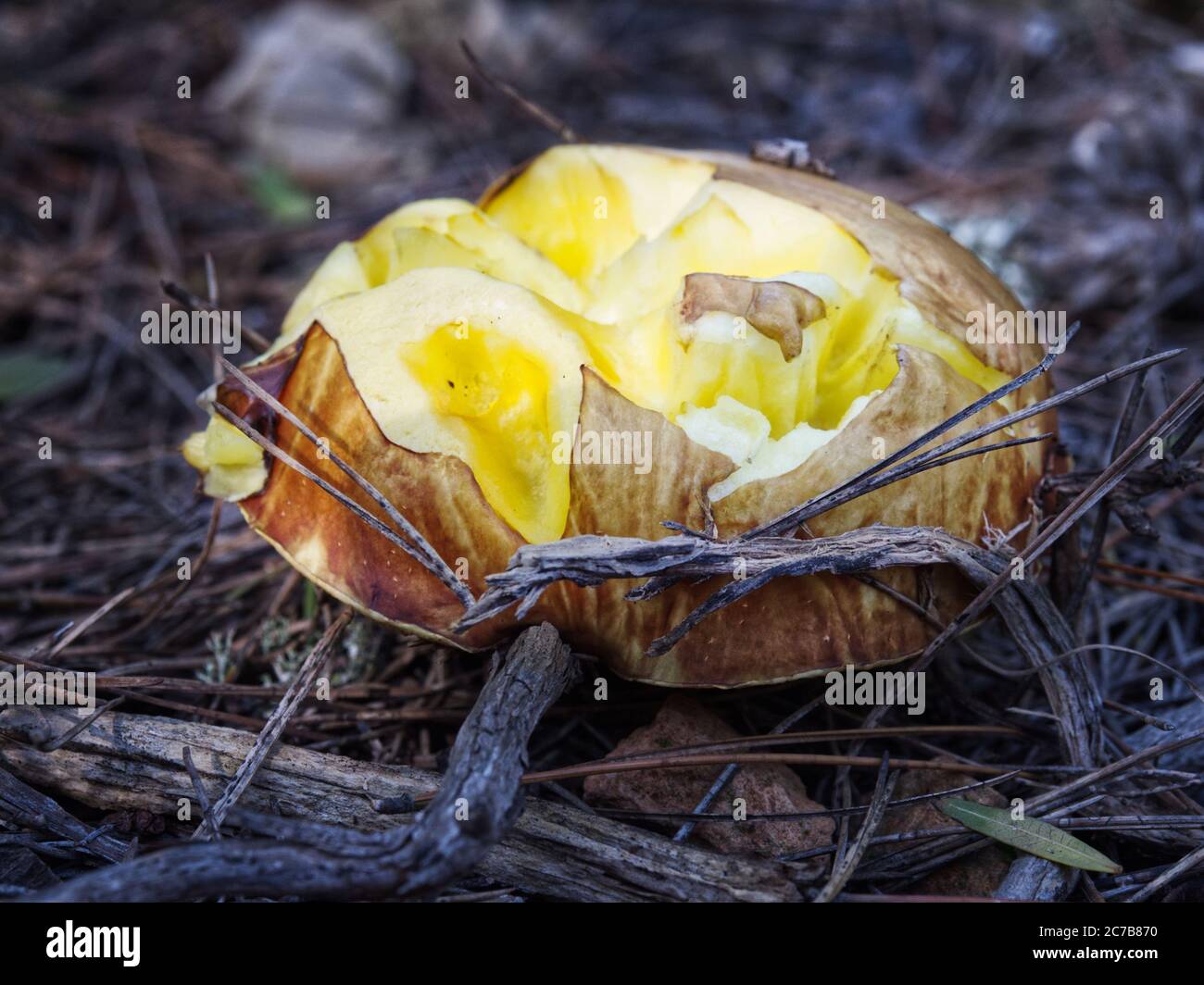 Signifikante Risse im Hut pored Pilz durch Dürre verursacht. Suillus collinitus, bekannt als Rutscher oder Pinarolo Pilz ist eine Art essbarer Mushro Stockfoto