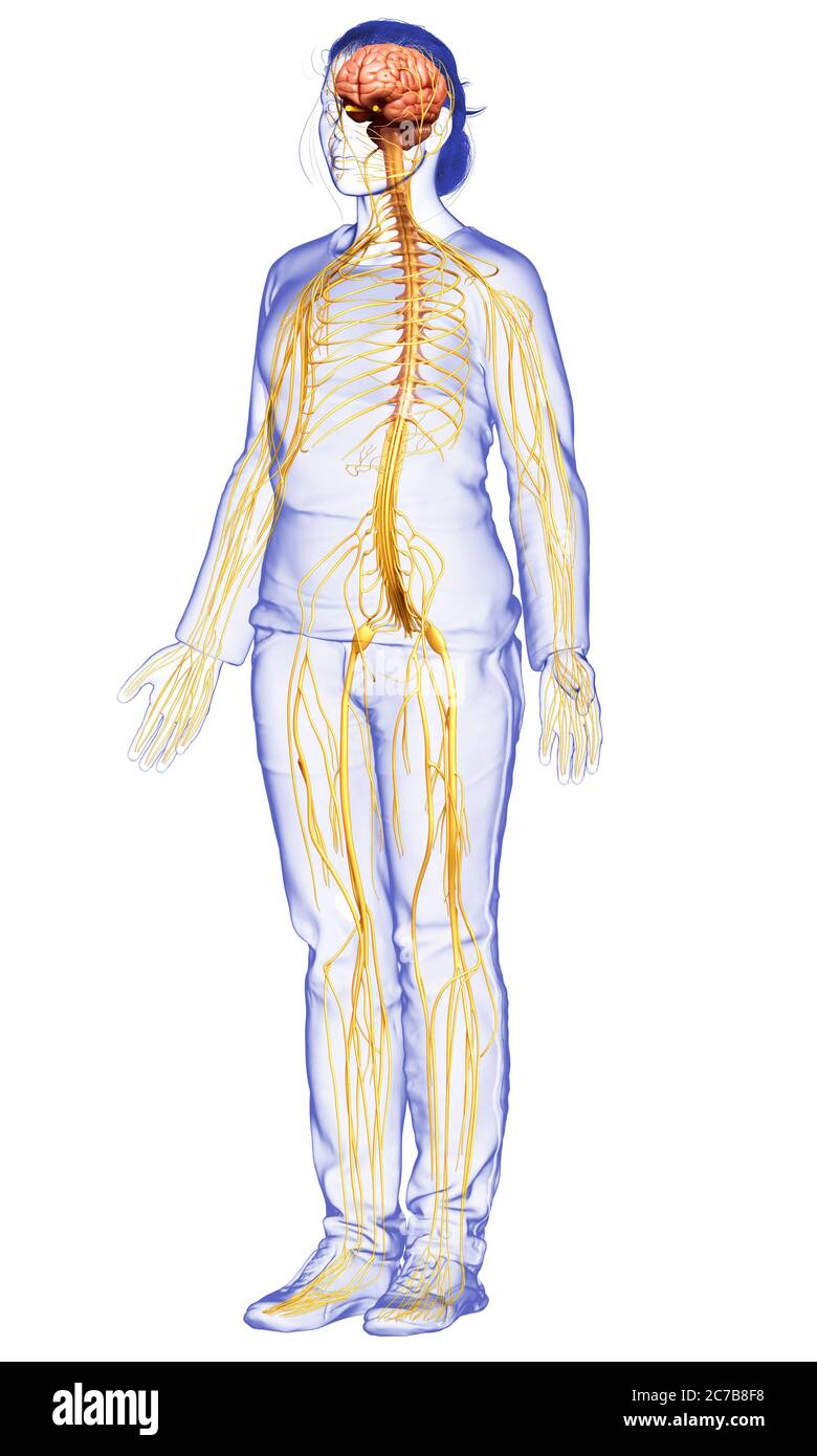 3d-Darstellung medizinisch akkurate Darstellung eines weiblichen Nervensystems Stockfoto