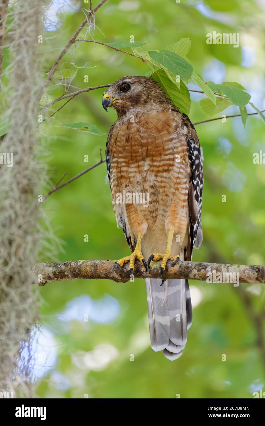 Ein schöner Rotschulter-Falke (Buteo lineatus) steht auf einem Baumglied in dichten Wäldern auf der Suche nach Beute. Dieser mittelgroße Falke ernährt sich von kleinen Säugetieren Stockfoto