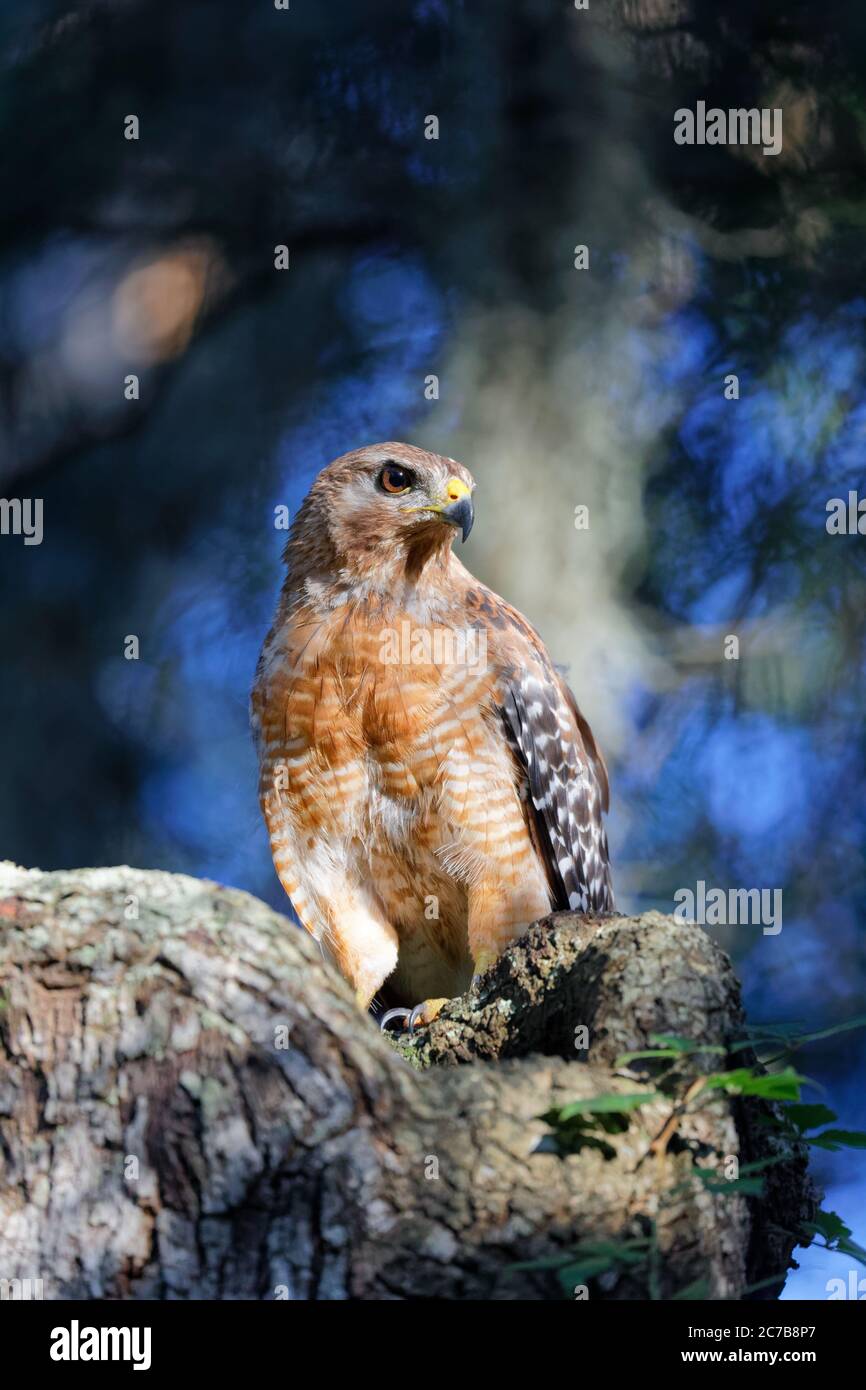 Ein atemberaubendes Porträt eines wunderschönen Rotschulter-Hawk (Buteo lineatus), aufgenommen in perfektem Sonnenlicht am frühen Abend. Beachten Sie den Kontrast dieses Falken Stockfoto