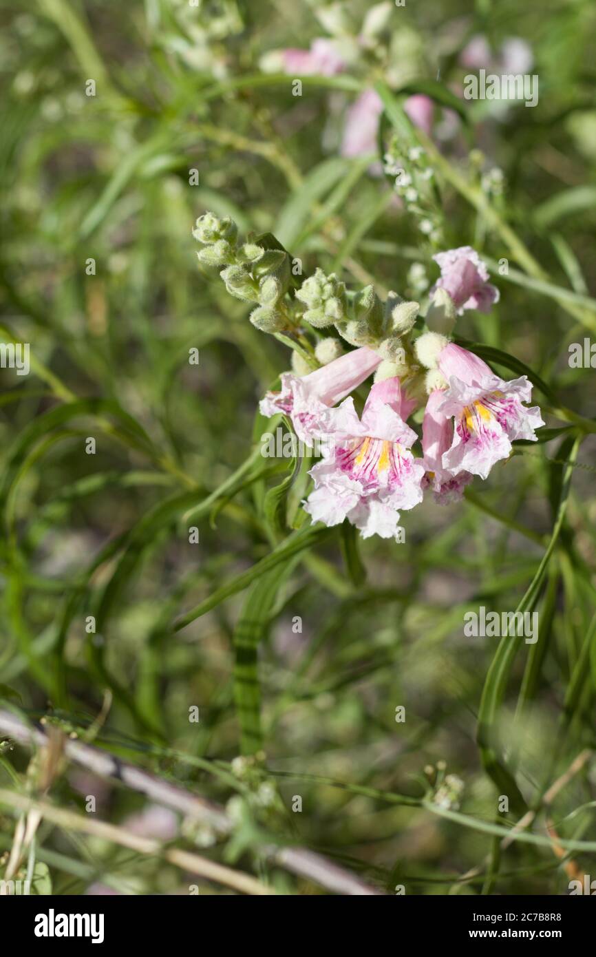 Wüstenweide, Chilopsis Linearis, Bignoniaceae, heimischer Laubstrauch am Rande der Twentynine Palms, Southern Mojave Desert, Springtime. Stockfoto