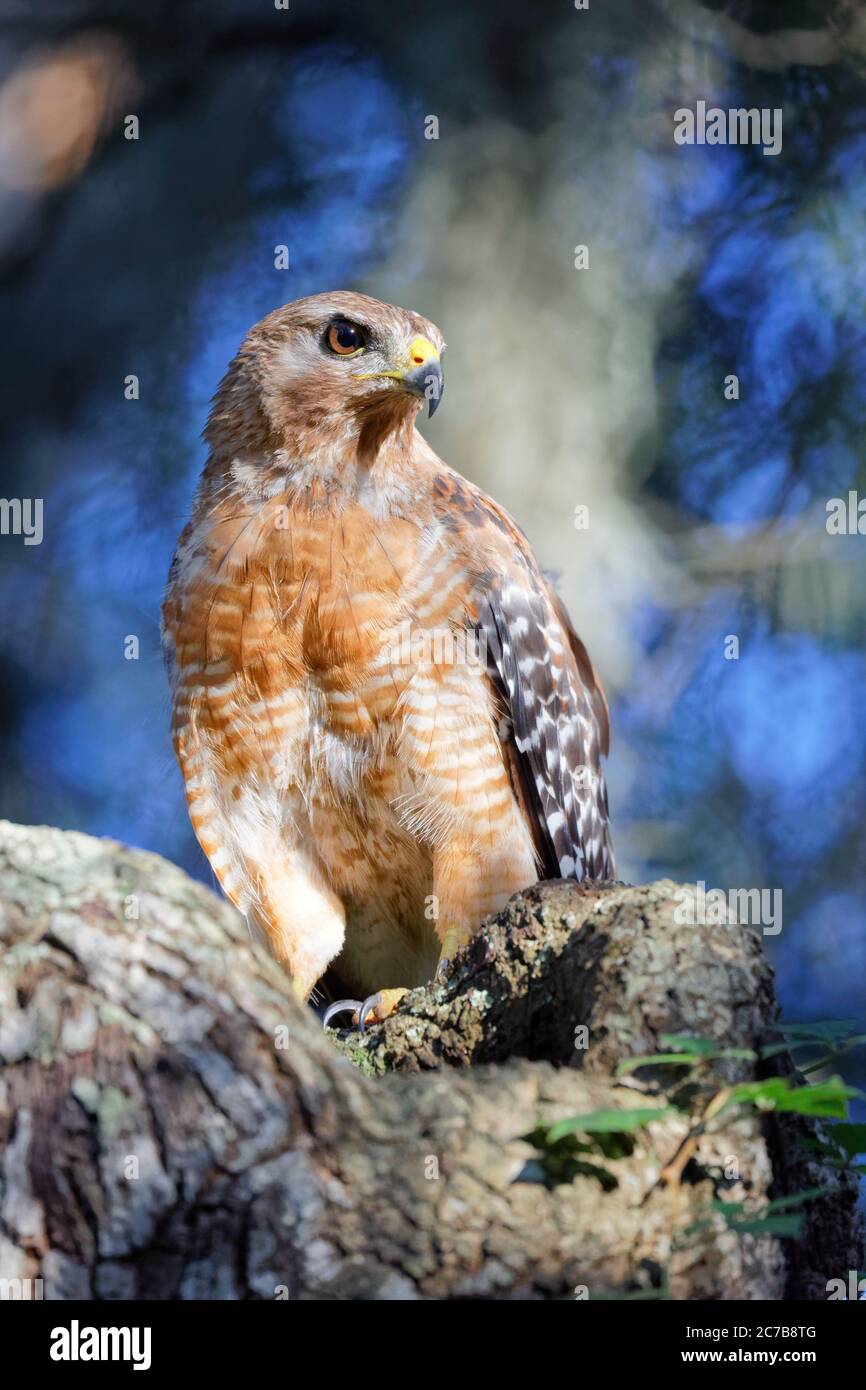 Ein atemberaubendes Porträt eines wunderschönen Rotschulter-Hawk (Buteo lineatus), aufgenommen in perfektem Sonnenlicht am frühen Abend. Beachten Sie den Kontrast dieses Falken Stockfoto