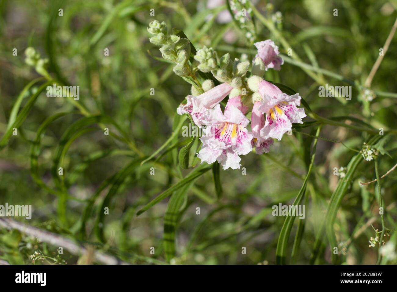 Wüstenweide, Chilopsis Linearis, Bignoniaceae, heimischer Laubstrauch am Rande der Twentynine Palms, Southern Mojave Desert, Springtime. Stockfoto