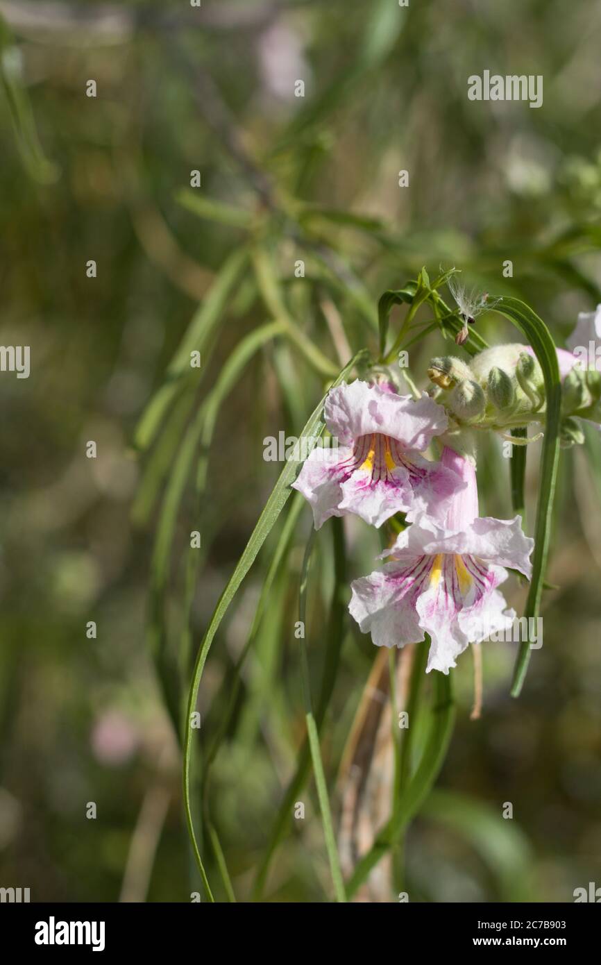 Wüstenweide, Chilopsis Linearis, Bignoniaceae, heimischer Laubstrauch am Rande der Twentynine Palms, Southern Mojave Desert, Springtime. Stockfoto