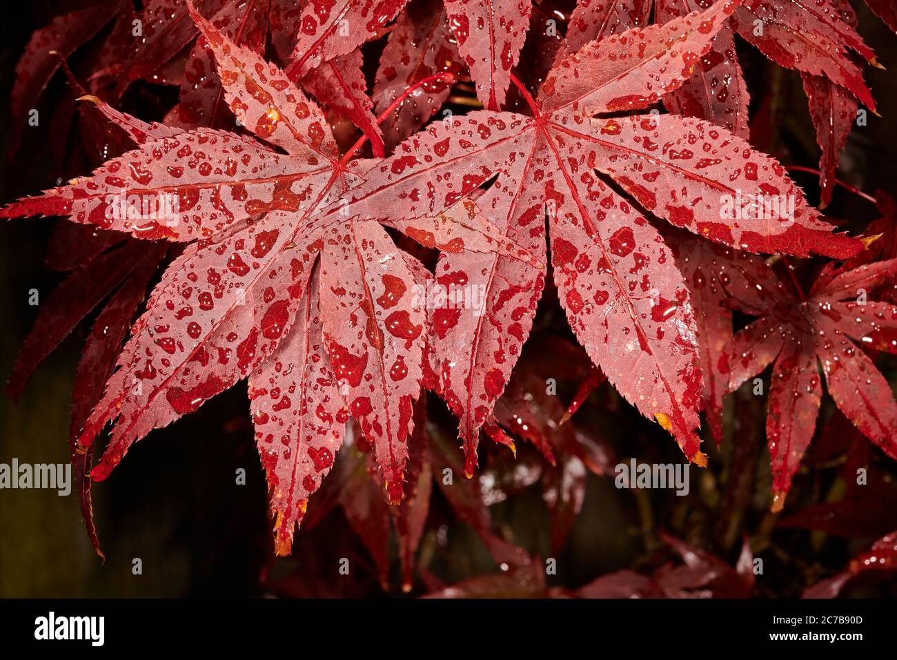 Regen durchnässt dunkelrote Blätter eines acer palmatum (japanischer Ahorn) Strauch. Stockfoto