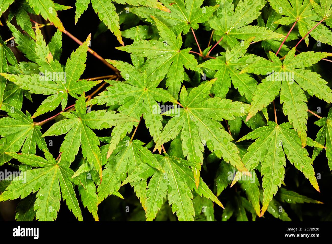 Regen durchnässte grüne Blätter eines acer palmatum (japanischer Ahorn) Strauch. Stockfoto