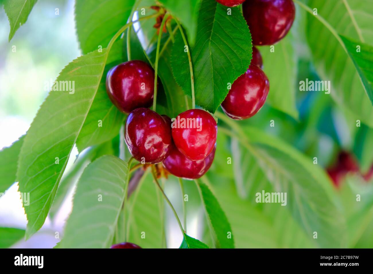 Rote und süße Kirschen auf einem Zweig kurz vor der Ernte im Frühsommer. Leckere saftige Kirsche. Stockfoto