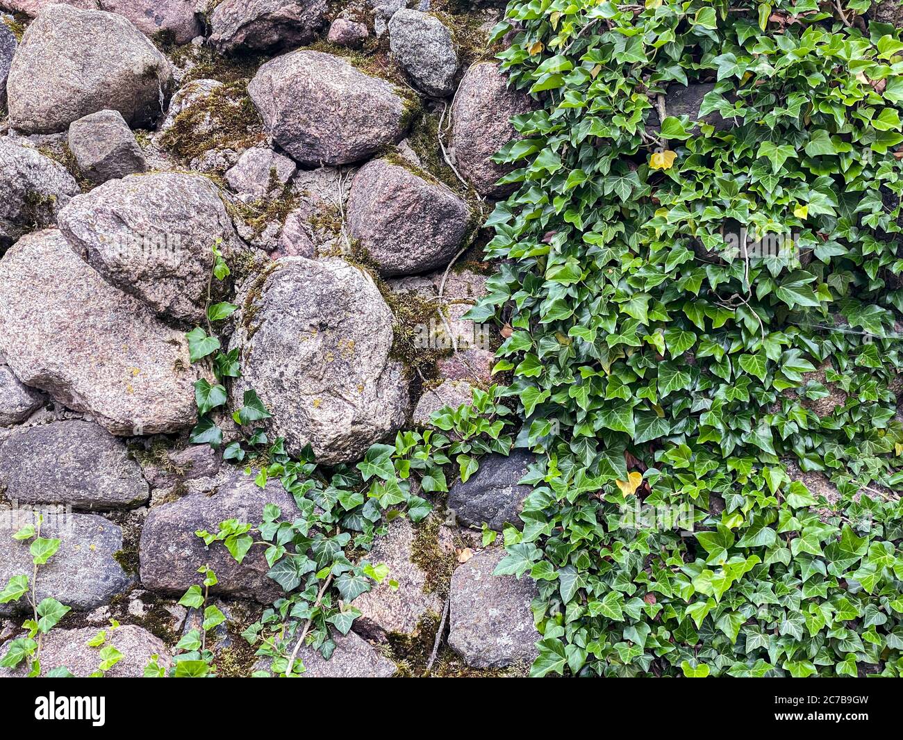 Alte grau verwitterte Steinwand mit grünen Klettereifeuchtpflanzen bedeckt. Natürlicher Hintergrund Stockfoto