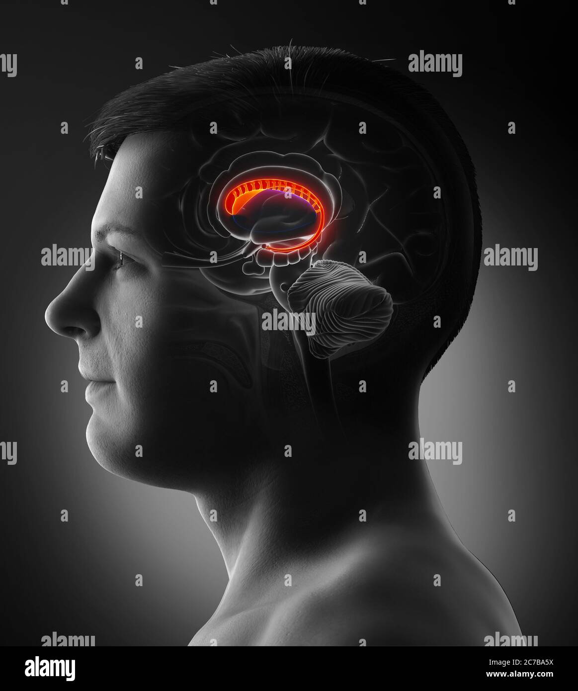 3d-gerendert medizinisch genaue Darstellung eines männlichen Gehirns Anatomie-der Kaudatenkern Stockfoto