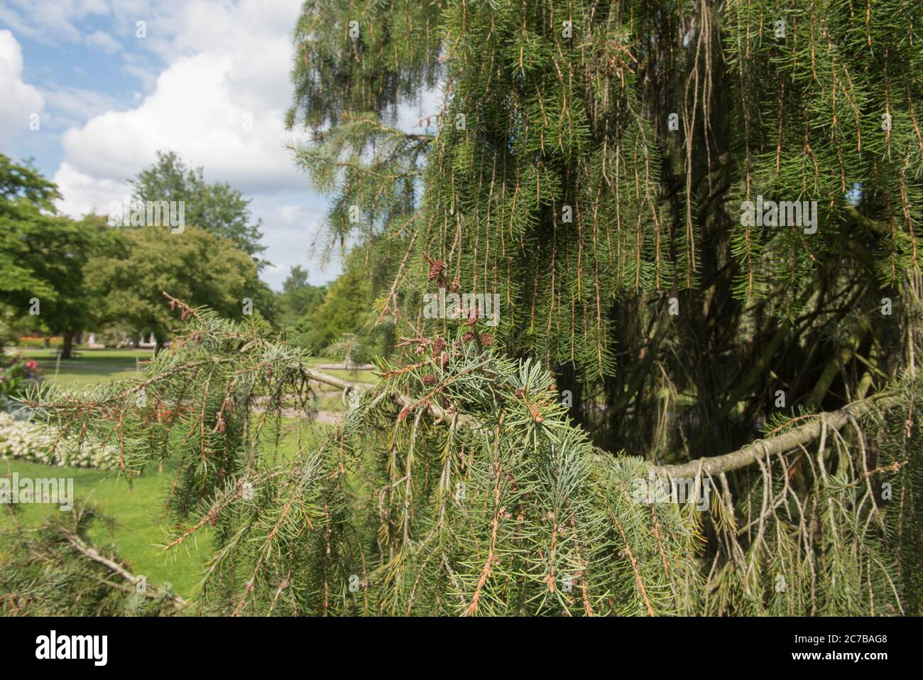 Sommer Laub von Brewer's Weeping Fichte Baum (Picea breweriana) wächst in einem Garten in Rural Devon, England, Großbritannien Stockfoto