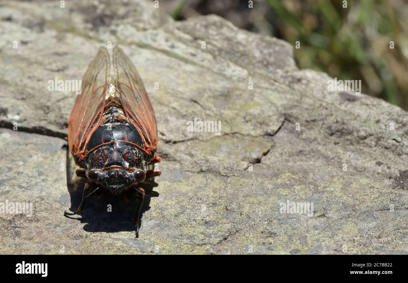 Nahaufnahme Tibicina haematodes Cicadidae Familie Stockfoto