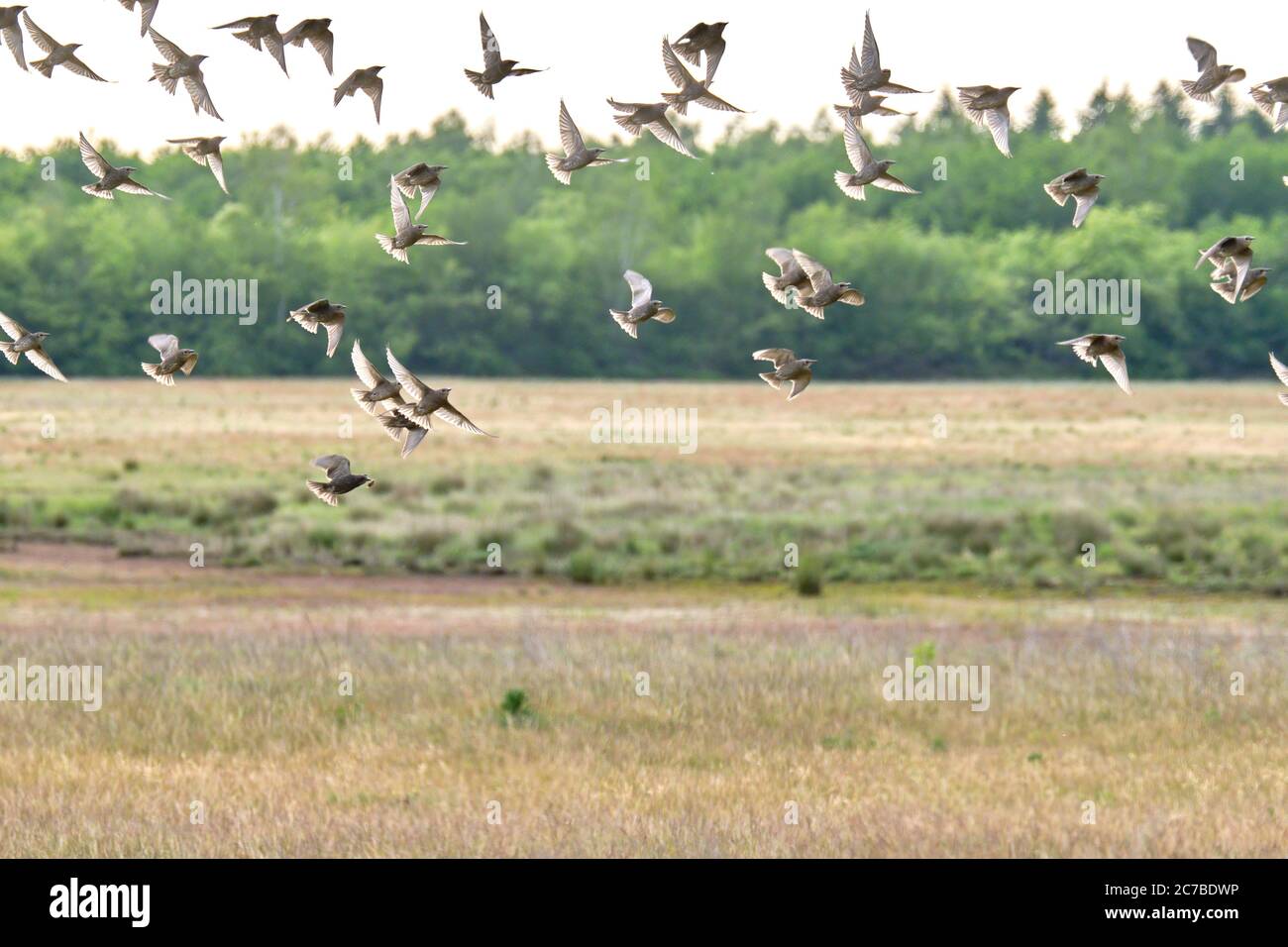 Fliegende Tauben. Flock, Vogelflug. Freie Vögel teilweise isoliert auf weißem Hintergrund, Bäume im Hintergrund Stockfoto