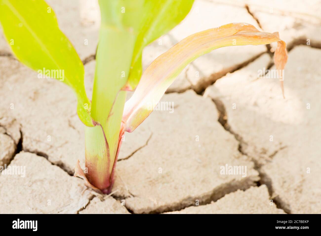 Detail eines ausgetrockneten Bodens in einem Maisfeld mit Rissen im Boden und einer gelben Pflanze als Folge der globalen Erwärmung Stockfoto